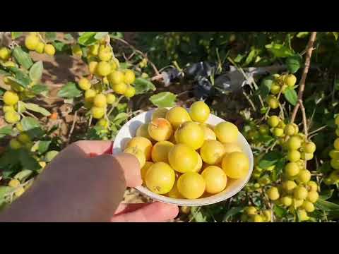 السدر المكى او السدر بدون بذر فى سلطنة عمان لعام 2023