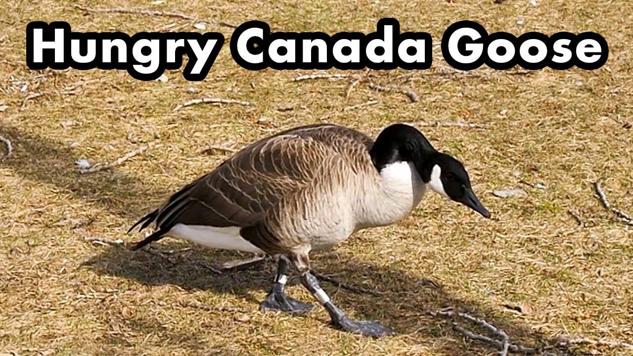 A Calm and Hungry Canada Goose