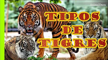 ¿De qué color ven los tigres?