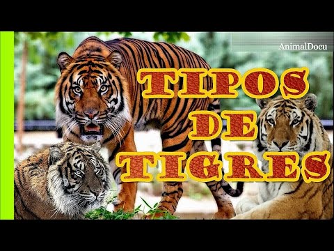 Vídeo: Diferencia Entre Tigres Siberianos Y Tigres De Bengala