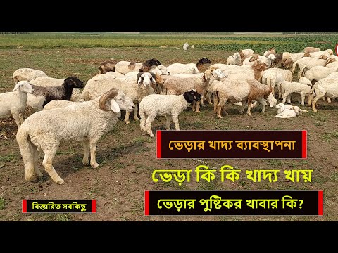 ভিডিও: ভেড়া কি মানুষের জন্য বন্ধুত্বপূর্ণ?