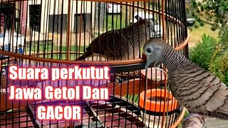 Download Lagu Panggilan Suara Burung Perkutut Ngerol Dan Gacooor | Masteran Suara Perkutut MP3