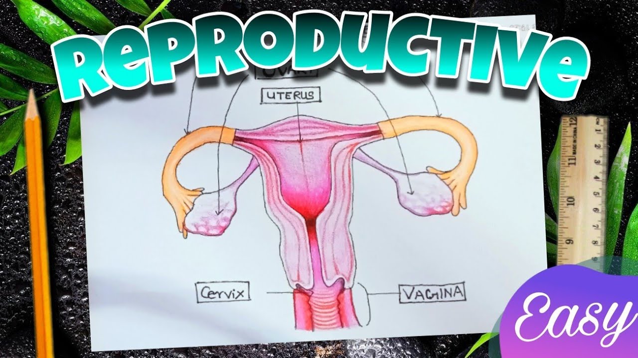 Reproduction Simple Drawing How to draw Reproductive system|| Reproduction diagram || in simple way ...