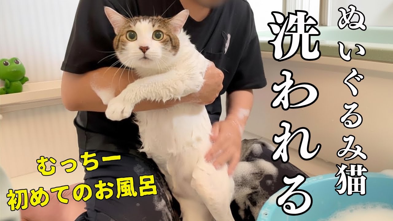 Their first bath was too cute! Even this laid-back rescue cat is
