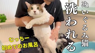 お風呂デビューが可愛すぎた！なすがままの元野良猫も驚きの画期的な掃除機　　　　　　　　　　　　　　#UWANTリンサークリーナー　#カーペットクリーナー　#絨毯クリーナー