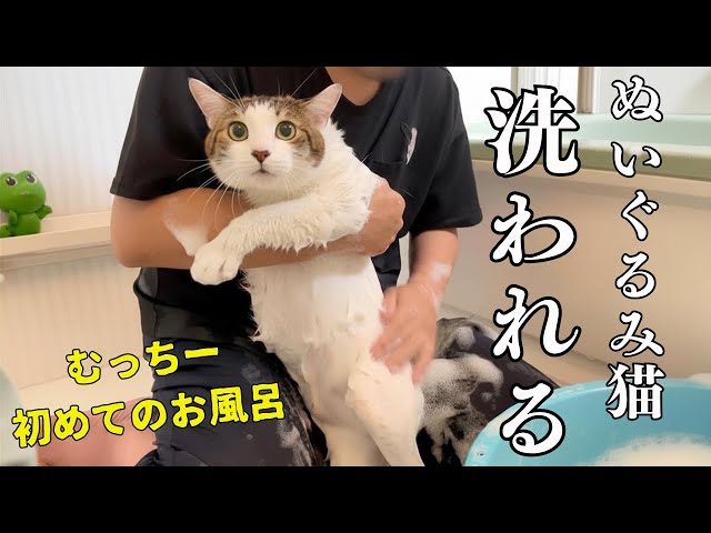 Their first bath was too cute! Even this laid-back rescue cat is