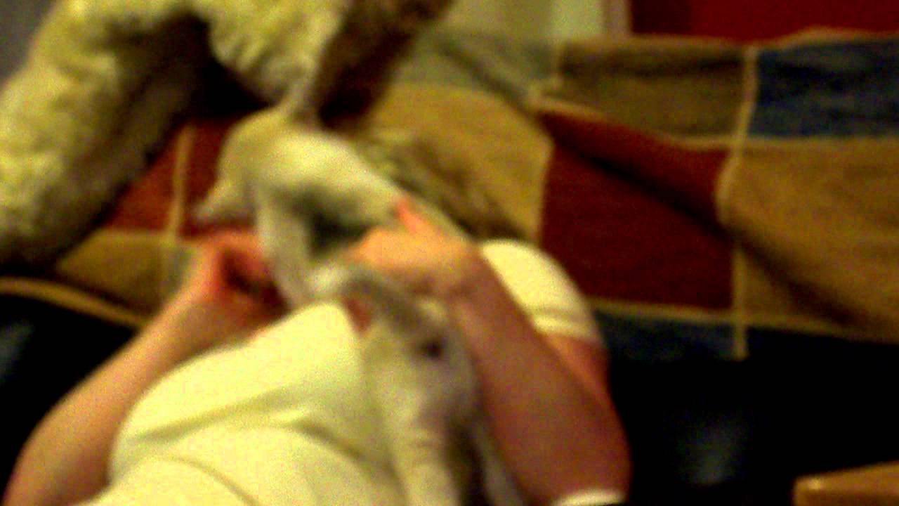 Lots of Husky Pup Cuddles, one at a time..