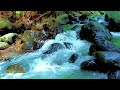 Serene Forest River 🌿 Calm Water Ambience for Sleep & Stress Relief