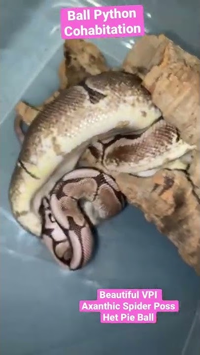 Ball Python Cohabitation. VPI Axanthic Spider Eating and Thriving - YouTube