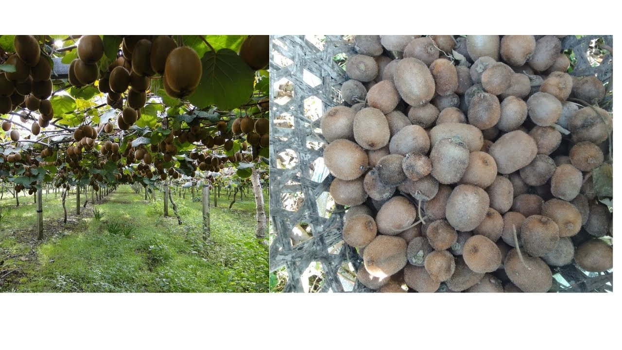 edit pane gariyena | KIWI tipdatipdai chhoro uthyo|end pane gariyenaHeri chi dinus hai?Urmila gurung