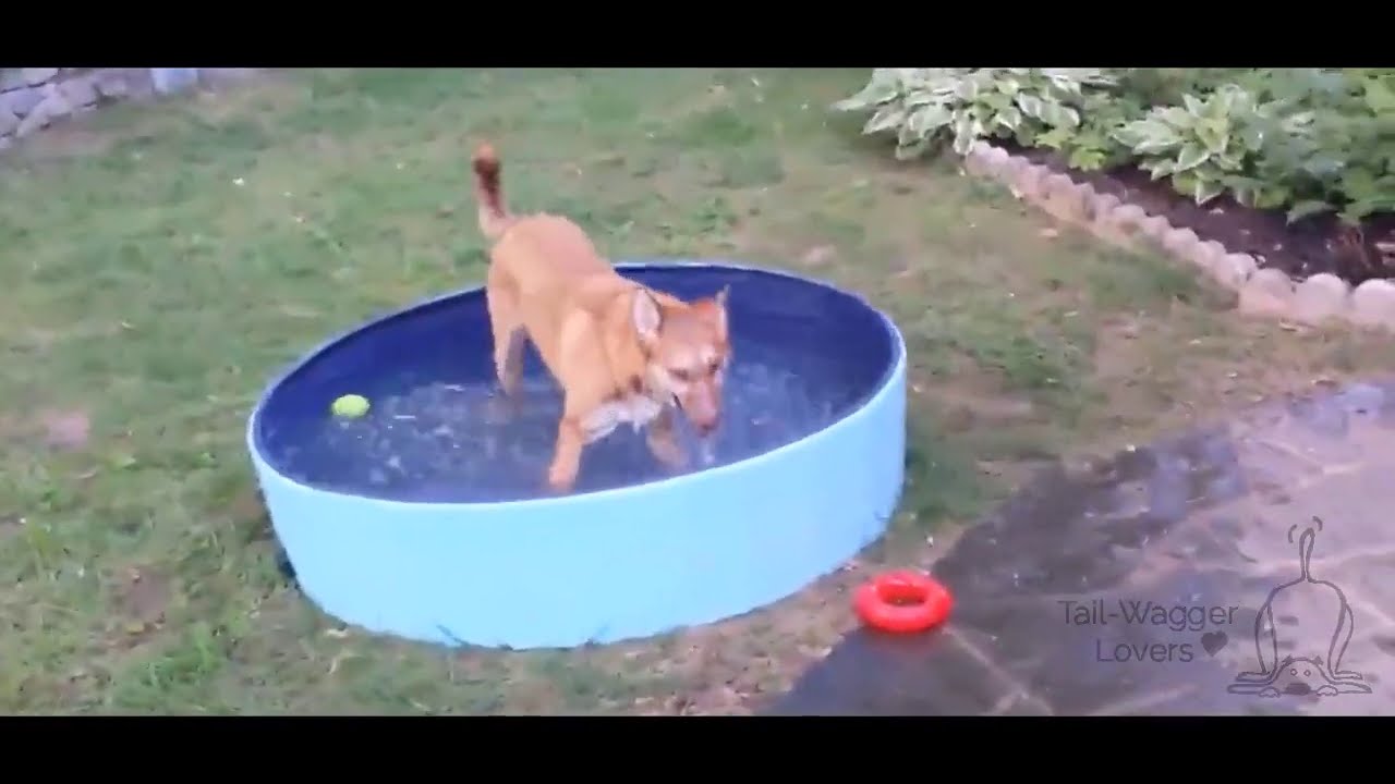 Portable Paw Pool - SUPER FURRIES