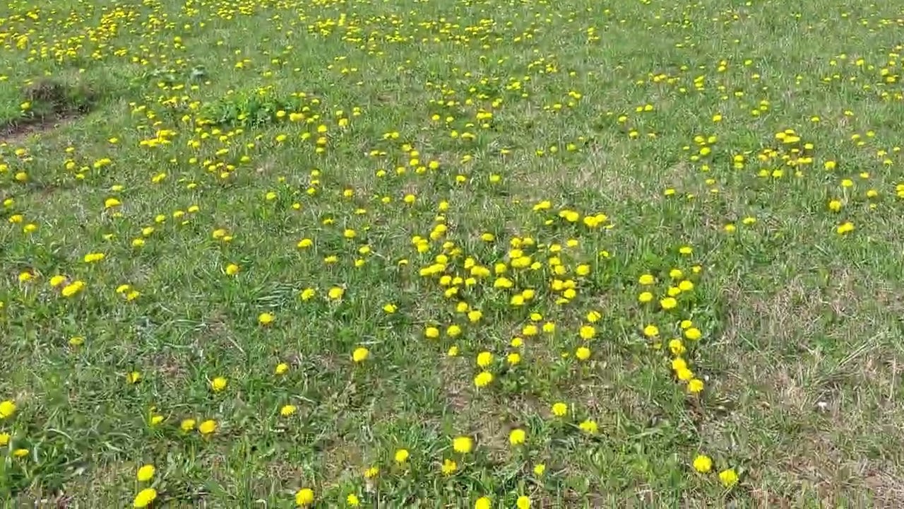 Rezewat Kępy Kazunskie.