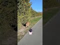walkies! 🐕🚶 🏞