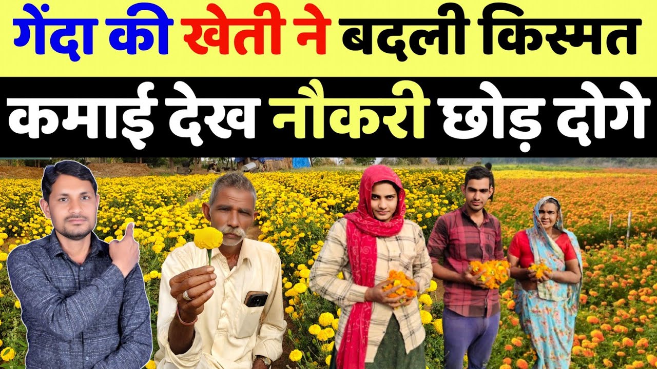 सालाना 10 लाख कमाई गेंदा की खेती से | genda ki kheti kaise karen | marigold flower farming in hindi