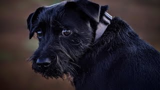 The 10 First Things to Teach Your Patterdale Terrier Puppy