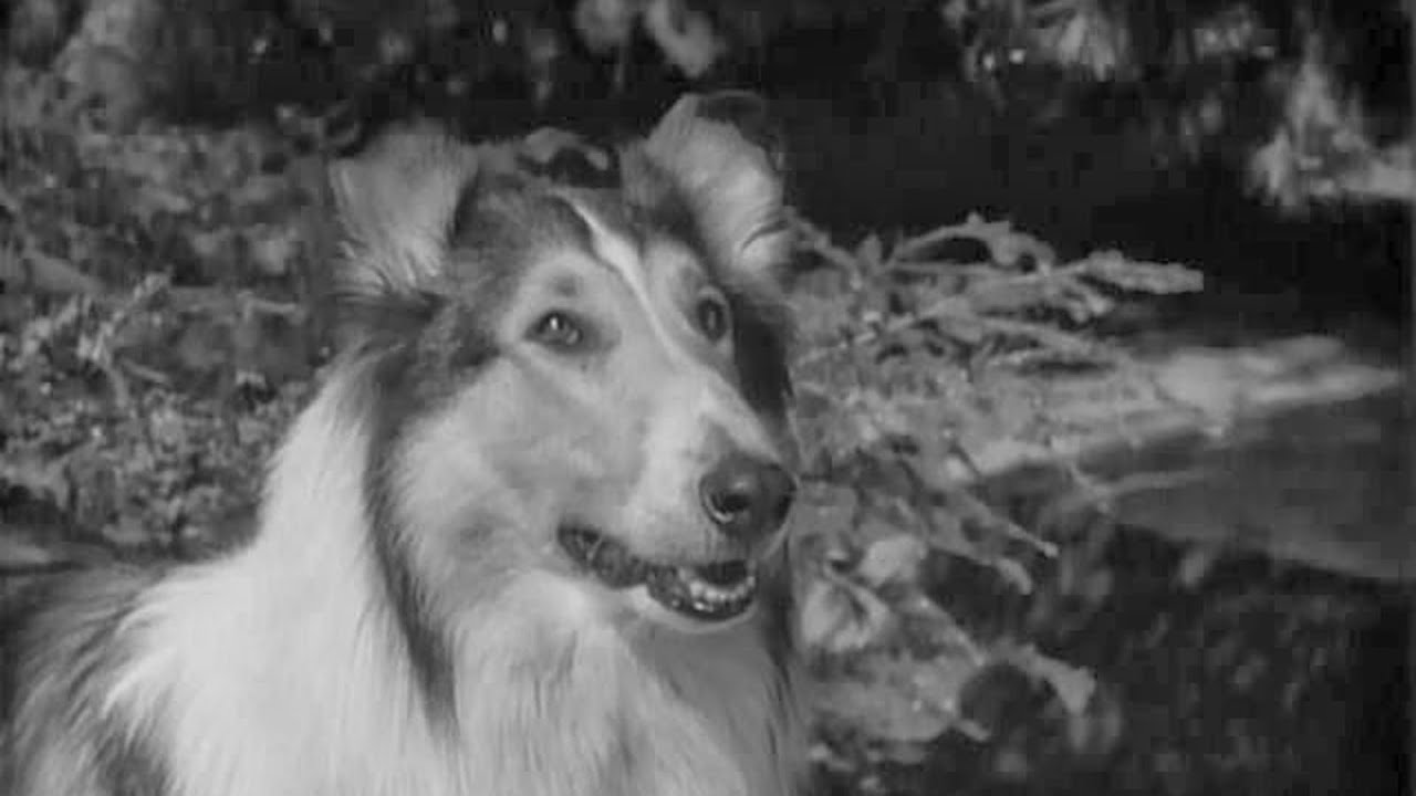 Lassie stunts ep 3 Lassie carries puppies