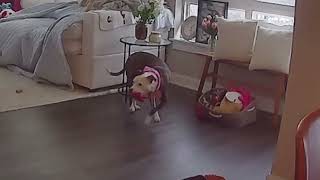 Meet Boots A Terrier, Pit Bull Currently Available For Adoption 1262026 84906 Am