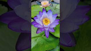 Lotus flower.flower viral shots youtubeshorts DevendraNagBonsai