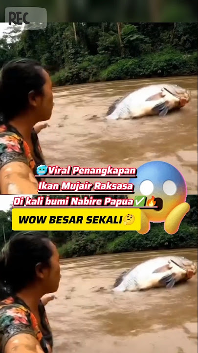 🙀VIRAL:Penangkapan ikan mujair Raksasa#explore#ikan#ikanraksasa#@antigalau36