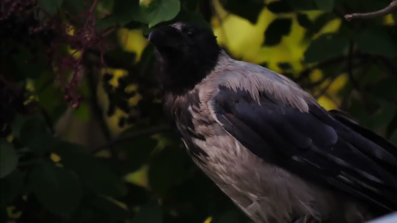 Серая ворона   Corvus corone cornix