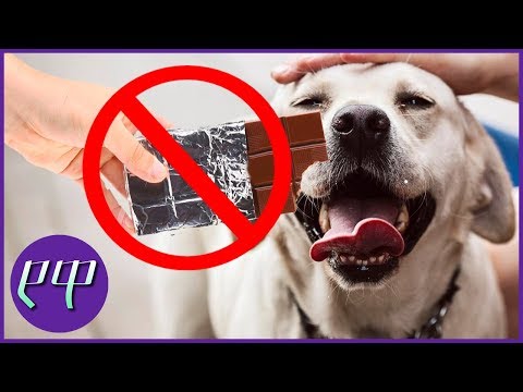 ცხოველებისთვის სახიფათო საკვები ★ ტოპ ფაქტები ★