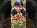 Don't Get Angry And Stay Quiet For A Moment, Tarzan is herding a group of cute baby millipedes