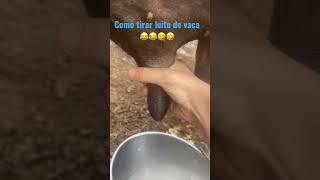 Como Tirar Leite Vacas