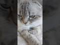 BEAUTIFUL, AMAZING,RELAXING 🥰 #kitten #petlover #viralshow