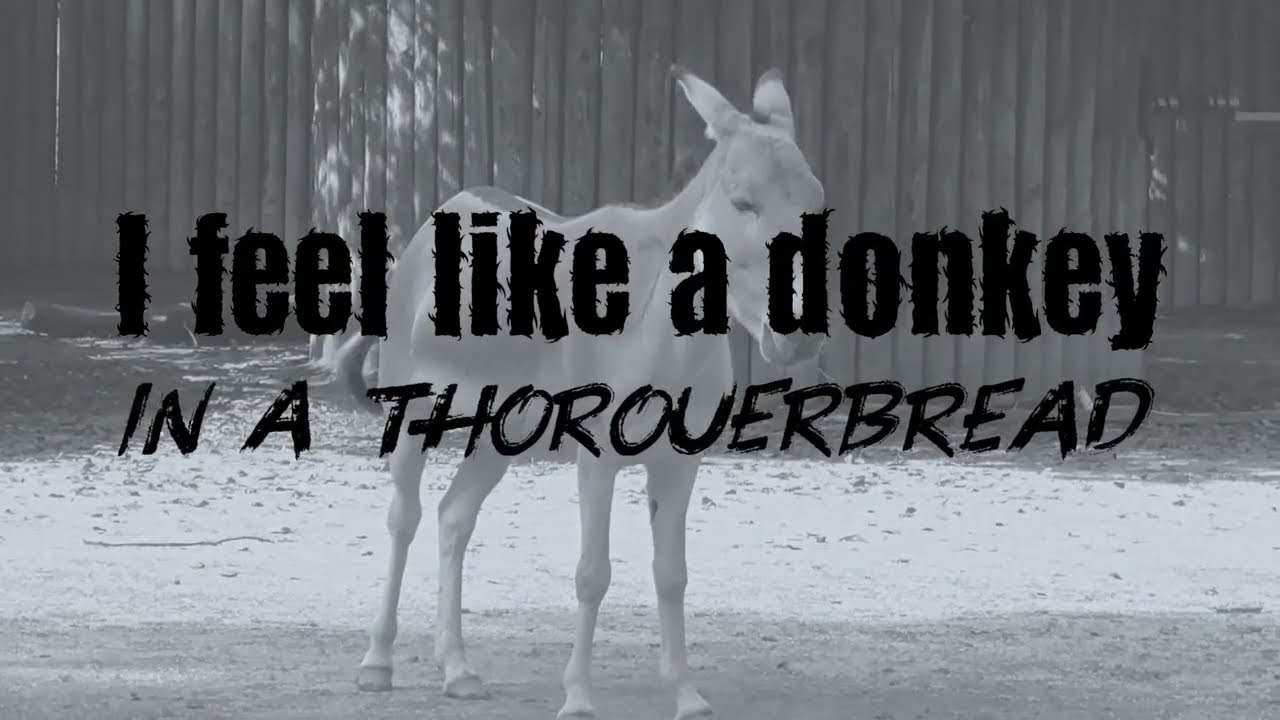 Reetoxa - AMBER LYRICS OFFICIAL