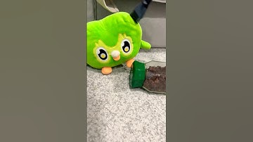 Duo Owl Funny Viral Chaos IRL 🦉 Last Seconds Went Off the Rails