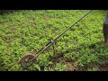 Low-Tech Innovation: Smart Soil Tiller for Root Crops #RuralAgriculture #TraditionalFarming