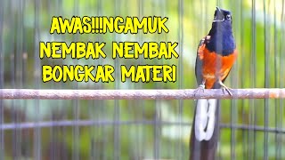 Pancingan EMOSI MURAI BATU 100%AMPUH Merangsang lawan agar langsung NYAUT dan ikut NEMBAK NEMBAK