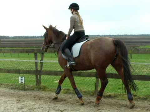 Cindy wil springen met Sprokkel.MOV