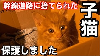 捨て猫 Youtube