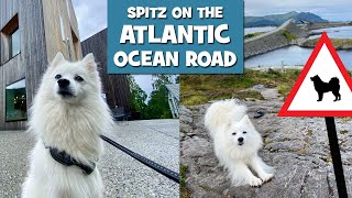 Japanese spitz on the ATLANTIC OCEAN ROAD – National tourist route from Molde to Kristiansund by MollytheSpitz 601 views 3 years ago 3 minutes, 26 seconds