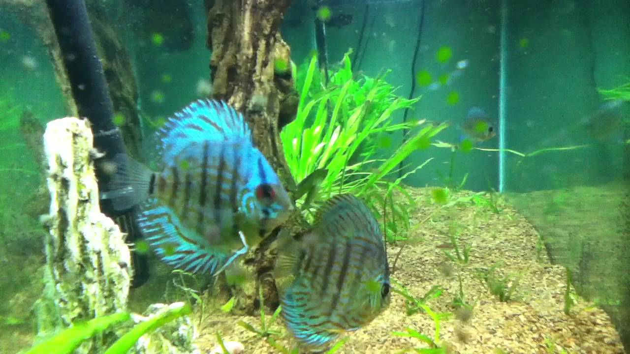 discus poop YouTube