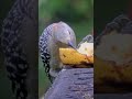Red-crowned Woodpecker Hitches To Fruit Feeder For A Quick Banana Snack