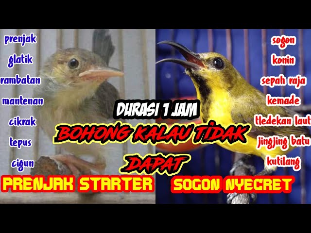 suara pikat burung kecil kombinasi prenjak satarter dan cecretan sogon ampuh pikat burung liar a30 class=