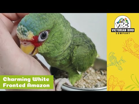 Just Arrived White Fronted Amazon | Victorian Bird Co