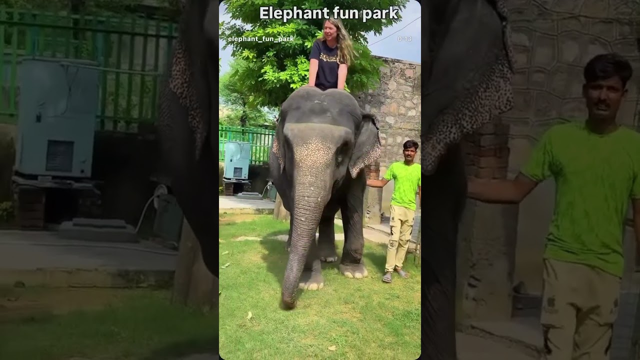 😱😱elephant drive😱😱elephant fun park #shorts