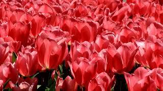 ♦  Amazing color Tulips  ♦