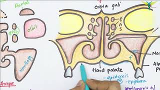 Maxillary Air Sinus Anatomy | Paranasal Air Sinuses | Function | Location | Relations | Blood Supply