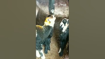 الشيخ رضا سلمان(قال ربي لما حشرتني أعمى)#اللهم_صلي_وسلم_على_سيدنا_محمد#المغرب#النمل#خالد_الجليل#سورة