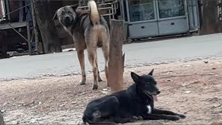 Rural Big Dog want to Struggle each other for Female Street Dog.