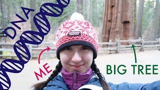 How big are tree genomes? #TeamTrees by Alex Dainis 3,493 views 4 years ago 7 minutes, 18 seconds