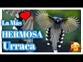 URRACA AZUL de Formosa la más HERMOSA y RARA VOLANDO