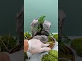 Creates this terrarium masterpiece   trendingshorts trending youtubeshorts