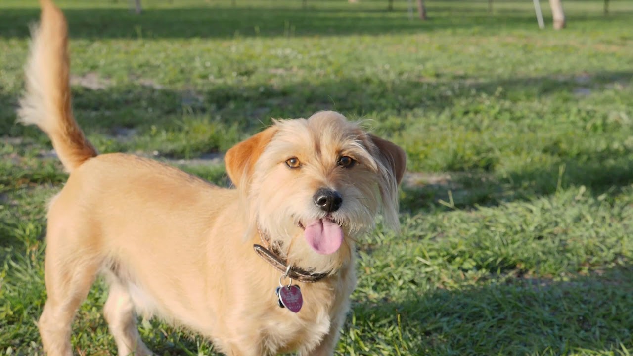 Vero Beach Dog Park DSRE YouTube