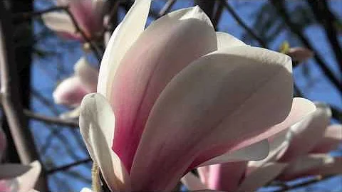 Come si chiama il fiore della magnolia?