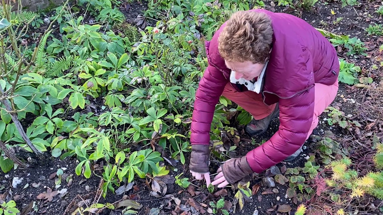 Preparing Hellebores for Winter/Spring YouTube
